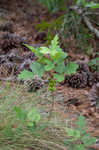 Atlantic poison oak